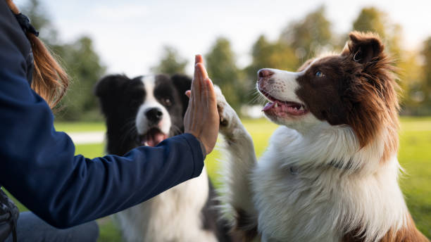 Best Dog Products Found